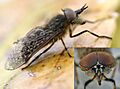 Haematopota pluvialis01