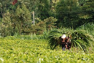Archivo:Harvesting Napier