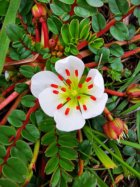 Hbilobata1