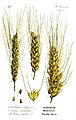 Illustration Triticum aestivum0