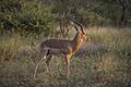 Impala (Aepyceros melampus) male Kruger