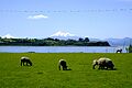 Isla capehuapi