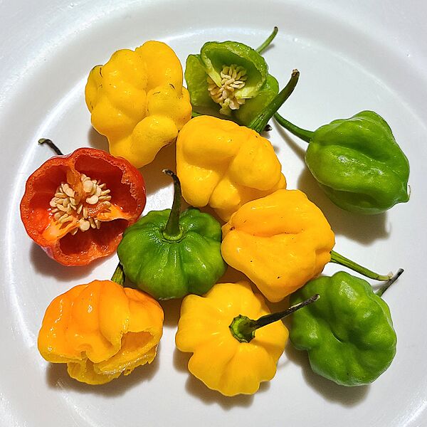 Jamaican scotch bonnet peppers