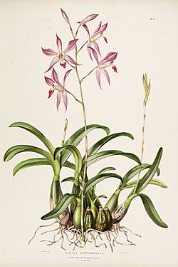 Laelia autumnalis - Bateman Orch. Mex. Guat. pl. 9 (1842).jpg