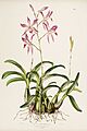 Laelia autumnalis - Bateman Orch. Mex. Guat. pl. 9 (1842)