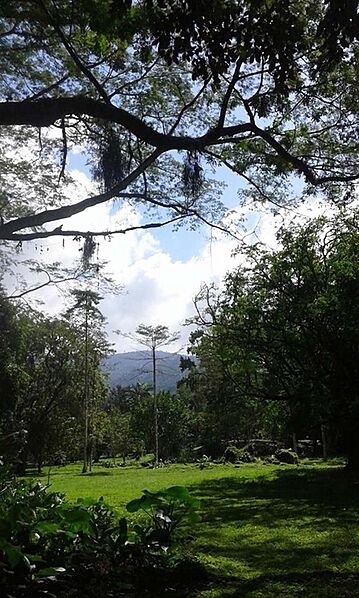 Lancetilla garden