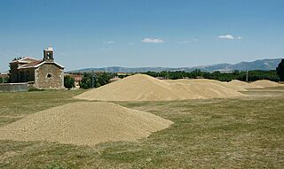 Les Plantes Cultivades. Cereals. Imatge 290.jpg