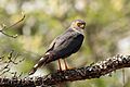 Little sparrowhawk (Accipiter minullus) 03