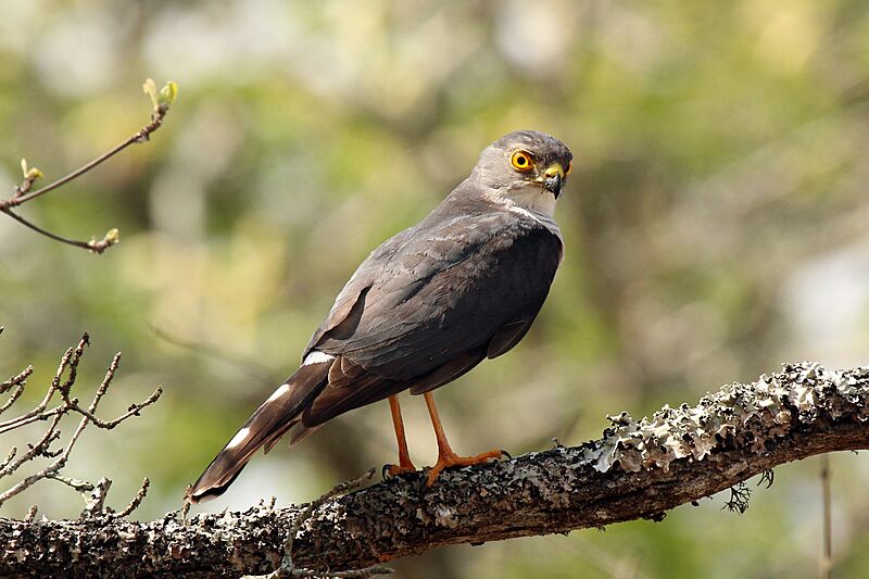 Little sparrowhawk (Accipiter minullus) 03