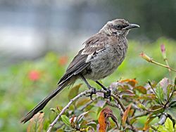 Long-tailed Mockingbird RWD3.jpg