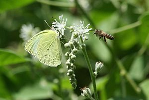 Lyside sulphur (Kricgonia lyside) with bee.jpg