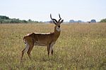 Male Ugandan kob - Queen Elizabeth National Park, Uganda (6).jpg