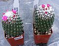 Mammillaria polythele 1