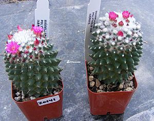 Archivo:Mammillaria polythele 1