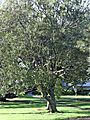 Mangeao2267tree