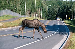 Archivo:Moose crossing a road