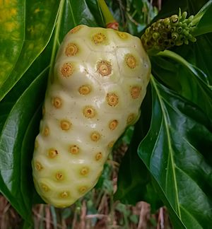 Archivo:Morinda citrifolia, Fruit
