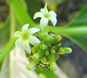 Archivo:Morinda citrifolia Flower