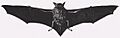 Myotis chiloensis