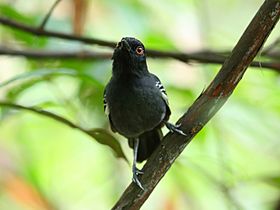 Myrmoborus melanurus - Black tailed antbird (male); Iquitos, Peru.jpg