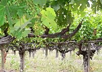 Archivo:Old vine cabernet