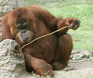 Archivo:Orangutan using precision grip