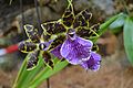 Orchidarium de Estepona (32910000564)
