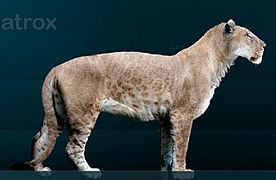 Panthera leo atrox Sergiodlarosa