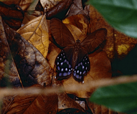 Archivo:Pierella hyalinus Guyane