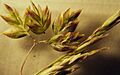 Poa pratensis (3924615318)