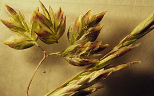 Archivo:Poa pratensis (3924615318)