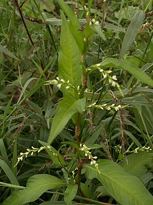 Archivo:Polygonum hydropiper1