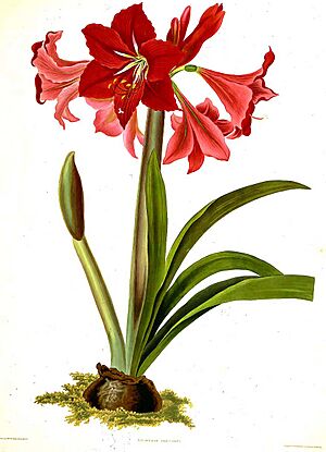 Archivo:Priscilla Susan Bury c1790-c1870