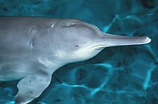Archivo:Qiqi, a Chinese River Dolphin (Baiji) 26