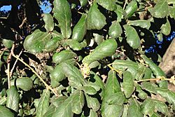 Quercus rugosa (detail).jpg