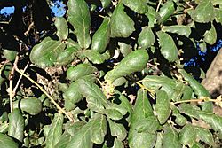 Quercus rugosa para Niños