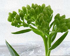 Rhodiola rosea.jpg