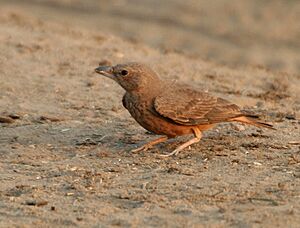 Archivo:Rufous-tailed Lark (Ammomanes phoenicurus) in Kawal WS, AP W IMG 1985