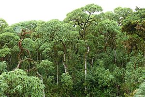 Archivo:Scalesia pedunculata