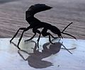 Schwarzer Moderkäfer Ocypus olens
