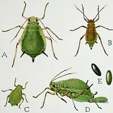 Archivo:Snodgrass Aphis pomi