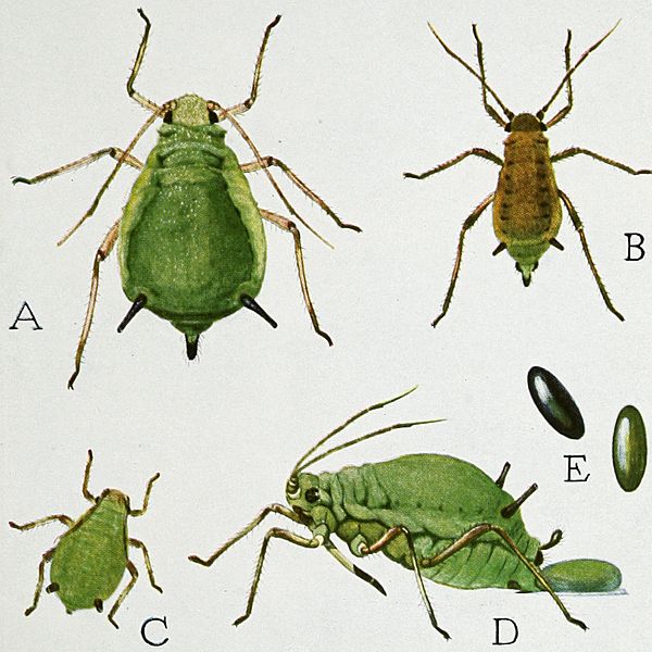 Snodgrass Aphis pomi