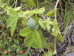 Archivo:Starr 030628-0051 Passiflora subpeltata