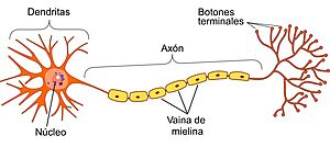 Archivo:Structure of Neuron esp