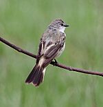 Archivo:Suiriri islerorum - Chapada Flycatcher