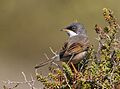 Sylvia conspicillata Gran Canaria