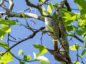 Synallaxis stictothorax chinchipensis - Necklaced (Chinchipe) Spinetail.jpg