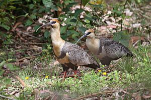 Archivo:Theristicus melanopis -Puerto Montt, Chile-8