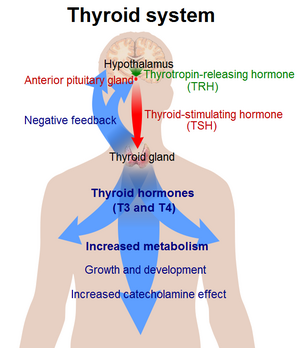 Archivo:Thyroid system