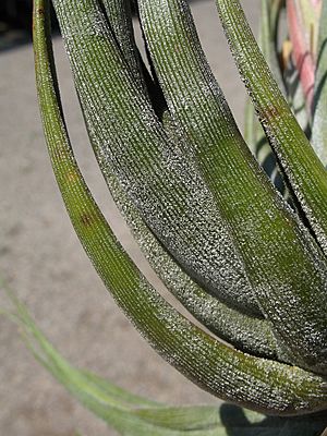 Archivo:Tillandsia circinnatoides (TS) 2-02326